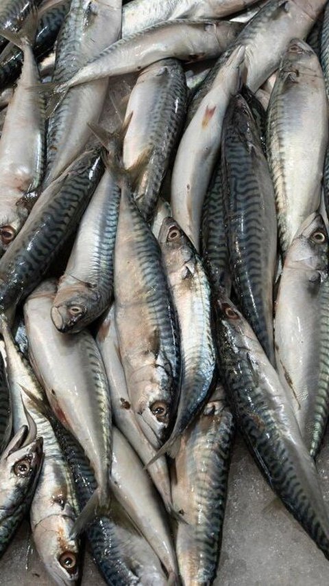 9. Ikan Belanak<br>Ikan belanak, selain lezat, meningkatkan nafsu makan, memberikan energi, menyehatkan kulit dan rambut, serta mempercepat penyembuhan luka. Cocok sebagai bagian dari pola makan sehari-hari.