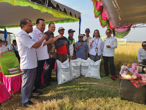 Panen Padi Di Merauke, Komisi IV DPR RI Apresiasi Petani Distrik Tanah Miring