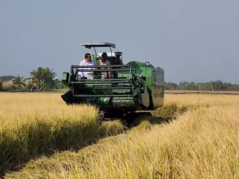 Panen Padi Di Merauke, Komisi IV DPR RI Apresiasi Petani Distrik Tanah Miring