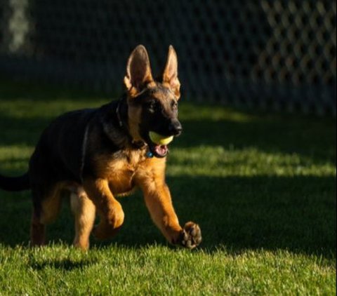 Commander merupakan anjing jenis German Shepherd berusia dua tahun.