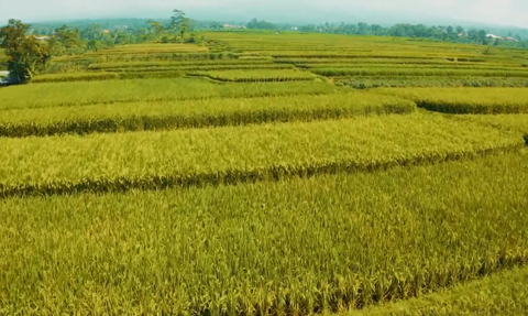 Bikin Ganjar Terpukau, Intip Pesona Desa Tegallega di Cianjur yang Punya Kebun Teh dan Kampung Padi