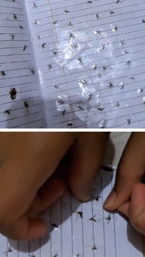 Viral Wanita Koleksi Nyamuk hingga Ditempel di Buku, Bikin Warganet Heran
