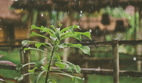 Kepala BMKG Dwikorita Karnawati mengatakan, tidak serentaknya awal musim hujan diakibatkan karena tingginya keragaman iklim. 
