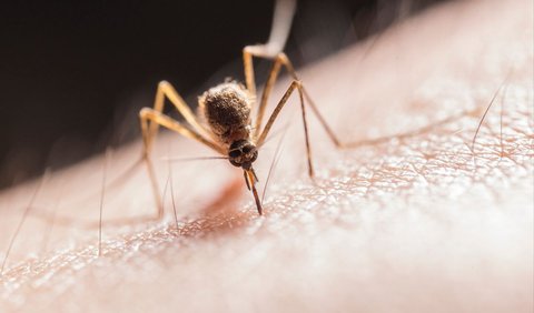 Nyamuk Mencari Tubuh Bersuhu Panas dan Keringat