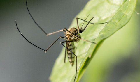 Nyamuk Tertarik pada Makanan yang Dikonsumsi Manusia