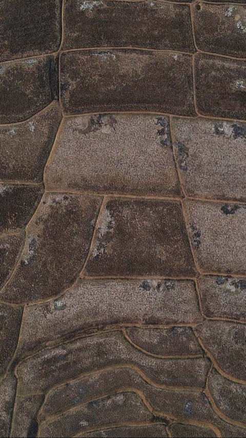 FOTO: Penampakan Sawah di Bekasi Kering Kerontang dan Tak Bisa Ditanami, Banyak Petani Nganggur