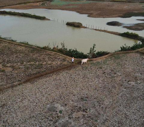 FOTO: Penampakan Sawah di Bekasi Kering Kerontang dan Tak Bisa Ditanami, Banyak Petani Nganggur