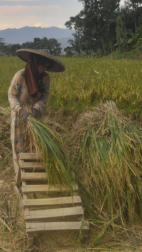 Harga Gabah Mahal, Jokowi: Petani Senang, Tapi Pembeli Beras Tidak