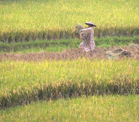 Harga Gabah Mahal, Jokowi: Petani Senang, Tapi Pembeli Beras Tidak