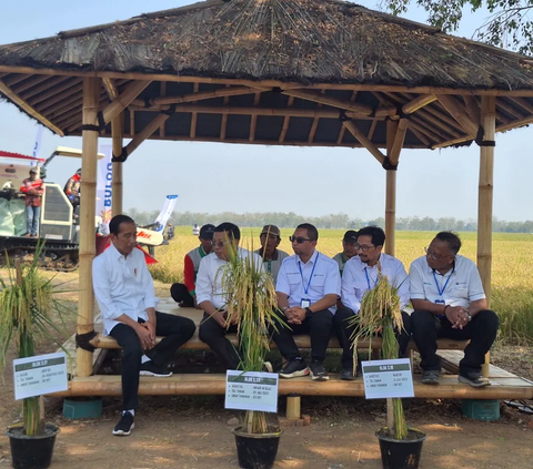 Gerak Cepat Amankan Produksi, Plt Mentan Dampingi Presiden Panen Padi di Sukamandi