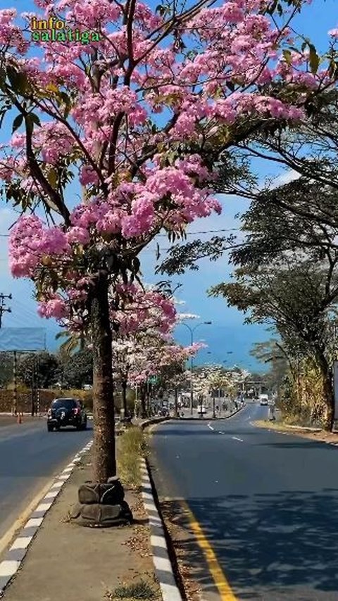 Indahnya Tabebuya yang Sedang Berbunga di Salatiga, Serasa di Negeri Sakura Jepang