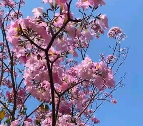 Indahnya Tabebuya yang Sedang Berbunga di Salatiga, Serasa di Negeri Sakura Jepang