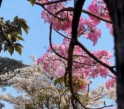 Indahnya Tabebuya yang Sedang Berbunga di Salatiga, Serasa di Negeri Sakura Jepang