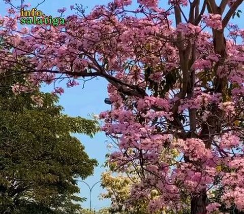 Indahnya Tabebuya yang Sedang Berbunga di Salatiga, Serasa di Negeri Sakura Jepang