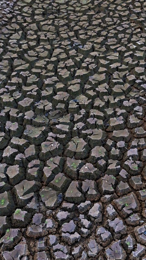 Potret Danau Cinere yang Mengering Dampak Kemarau Panjang