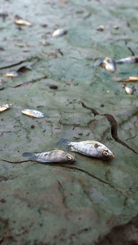 Portrait of Lake Cinere that Dries Up Due to Prolonged Drought