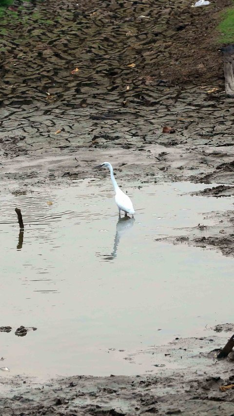 Portrait of Lake Cinere that Dries Up Due to Prolonged Drought