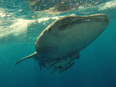 Kisah Nabi Yunus Ditelan Ikan Paus