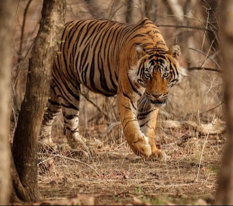 Momen Harimau hingga Babi Kelaparan Dekati Permukiman Warga Akibat Kebakaran Gunung Lawu, Bikin Geger