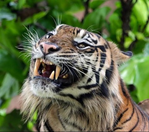 Momen Harimau hingga Babi Kelaparan Dekati Permukiman Warga Akibat Kebakaran Gunung Lawu, Bikin Geger