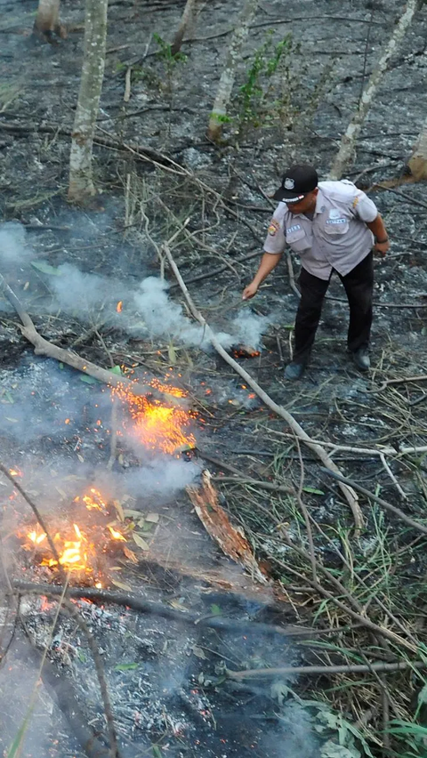Aksi petugas saat menggunakan batang pohon untuk mematikan titik api.