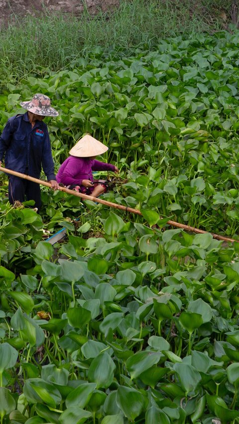 Eceng Gondok, Tanaman Ajaib dengan Manfaat Tersembunyi