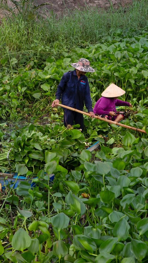 Dengan pengelolaan yang tepat, eceng gondok bisa menjadi aset berharga dalam upaya menjaga keseimbangan ekosistem dan mendukung kehidupan manusia.