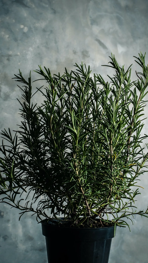 5. Rosemary