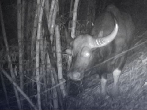 Tak Pernah Terlihat Sejak 1986, Bison Hewan yangTerancam Punah Tiba-Tiba Muncul Tengah Malam