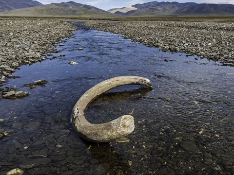 Ikut Mancing di Sungai dengan Ayahnya, Bocah 8 Tahun Temukan Tulang Mammoth Berusia 100.000 Tahun