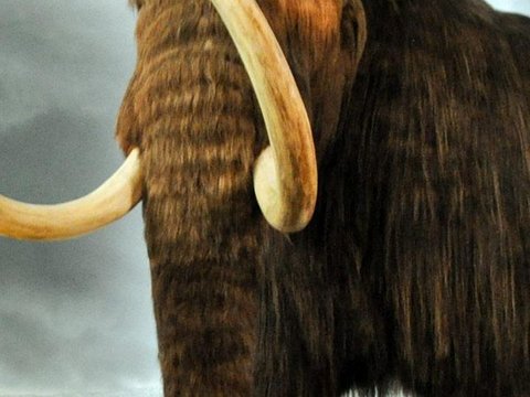 Rusia memang kaya akan fosil mammoth, terutama di Siberia.