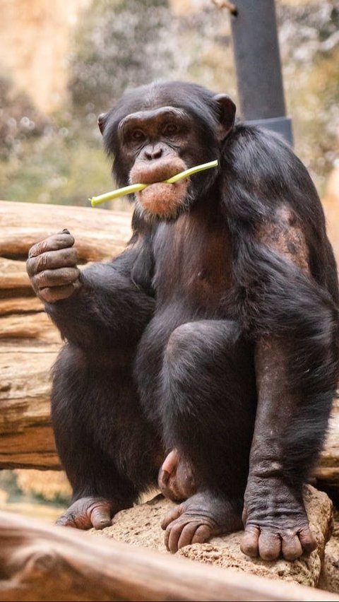 7 Fun Facts About Chimpanzees, The Genius Great Ape | trstdly: trusted