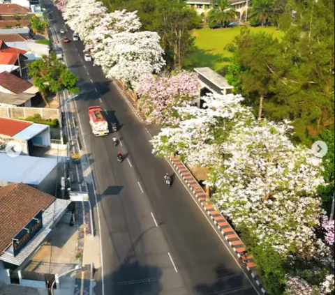 There are Sakura Flowers in Magelang, No Need to go to Japan