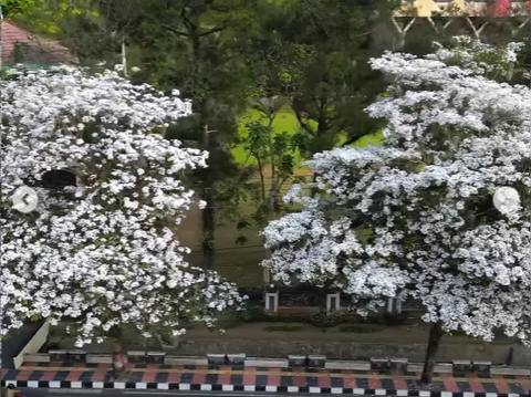 There are Sakura Flowers in Magelang, No Need to go to Japan