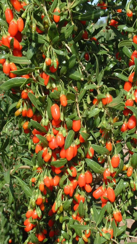 10. Goji Berry