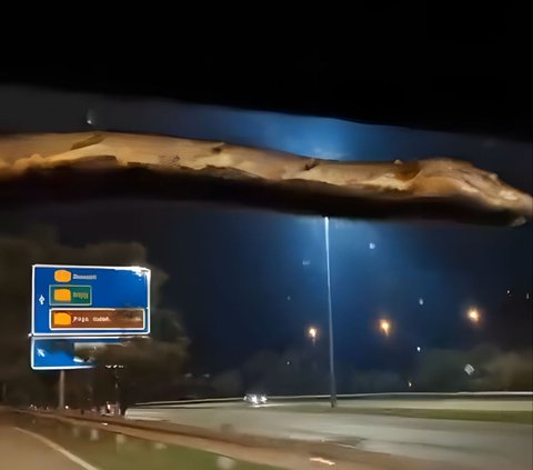 Couple's Moment Turns Calm Seeing Giant Python Crawling on Windshield While Driving, Wife Says 'Cute'