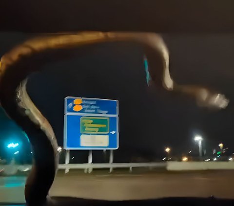 Couple's Moment Turns Calm Seeing Giant Python Crawling on Windshield While Driving, Wife Says 'Cute'