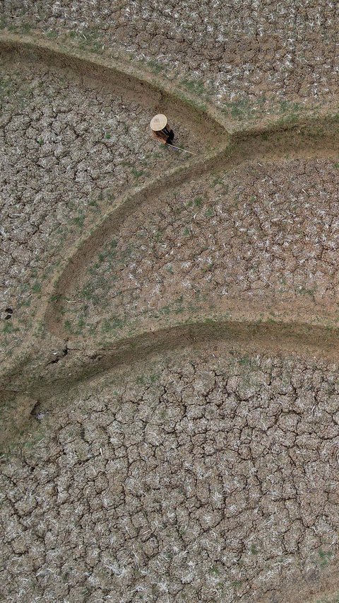 FOTO: Potret Dampak Kemarau Panjang di Cibarusah Bekasi, Sawah Kering Kerontang hingga Warga Berebut Air