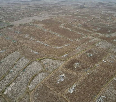 Foto udara memperlihatkan hamparan luas areal persawahan yang kering kerontang di Desa Ridogalih, Cibarusah, Kabupaten Bekasi, Jawa Barat, Rabu (1/11/2023). Fenomena El Nino membuat musim kemarau di Indonesia berlangsung lebih panjang dari biasanya.