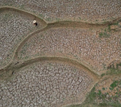 FOTO: Potret Dampak Kemarau Panjang di Kabupaten Bekasi, Sawah Kering Kerontang hingga Warga Berebut Air