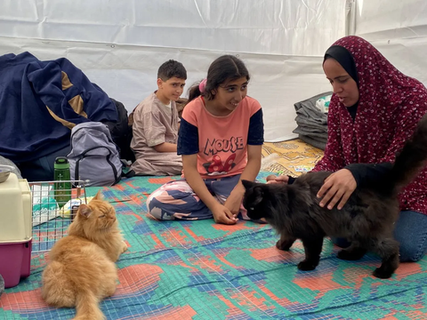 FOTO: Tiga Ekor Kucing Lucu Ini Bawa Kegembiraan Anak-Anak Palestina di Pengungsi Khan Younis Jalur Gaza