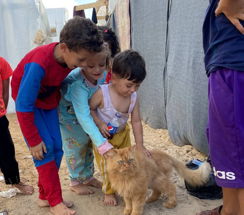 FOTO: Tiga Ekor Kucing Lucu Ini Bawa Kegembiraan Anak-Anak Palestina di Pengungsi Khan Younis Jalur Gaza