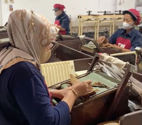 Masih Beroperasi sampai Sekarang, Inilah Pabrik Cerutu Tertua di Indonesia yang Didirikan oleh Orang Belanda