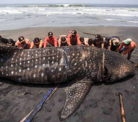 Seekor hiu paus ditemukan mati terdampar di Pantai Garongan, Kulon Progo, Yogyakarta, Kamis (9/11/2023). Mamalia laut itu memiliki panjang mencapai 10 meter, sedangkan beratnya 1,5 ton.