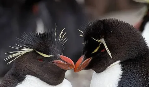 3. Crested Penguin