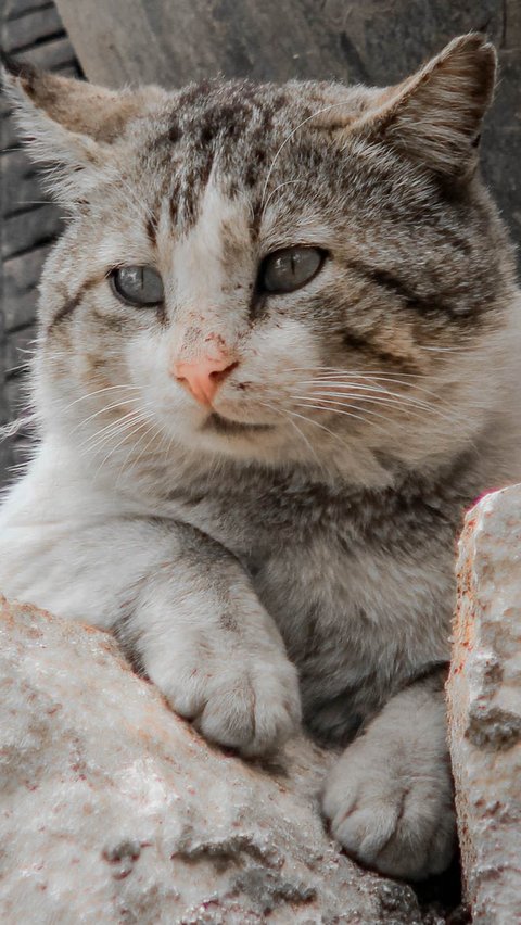 Sebuah penelitian Lost Pet Research mencatat bahwa beberapa kucing melakukan perjalanan jauh untuk menemukan rumah mereka, membuktikan kemampuan unik mereka.