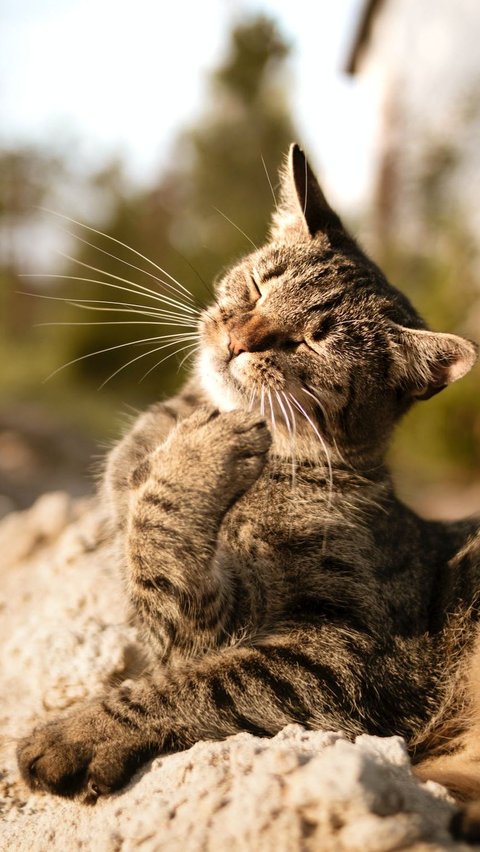 Kucing di Lingkungan Baru