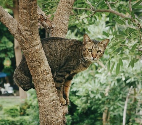 Dalam menghadapi kucing yang hilang, penting untuk tetap tenang, mencari informasi, dan memberikan dukungan pada anak-anak yang mungkin merasa kehilangan teman mereka.