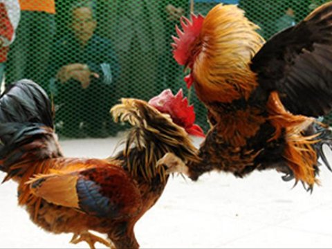 Kisah Panji Laras Pemilik Ayam Jago yang Selalu Menang Tarung, Hobi Bagikan Uang dan Kepingan Emas kepada Fakir Miskin