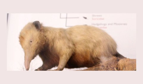 <b>Solenodon Kuba (Solenodon cubacus)</b><br>